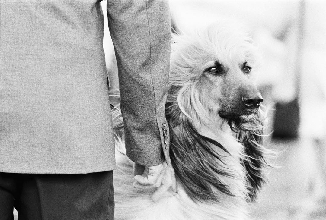 lizbenphoto And reposting just because I love an Afghan hound #ilfordphoto #beauty #fridayfavourites #hp5 #afghanhound #dogshow #dogsofinstagram #ilfordfridayfavourites