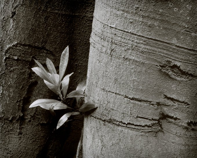 @ozalba Replying to @ILFORDPhoto Beech and rhododendron. C330S & #IlfordFP4 #IlfordPhoto #FridayFavourites