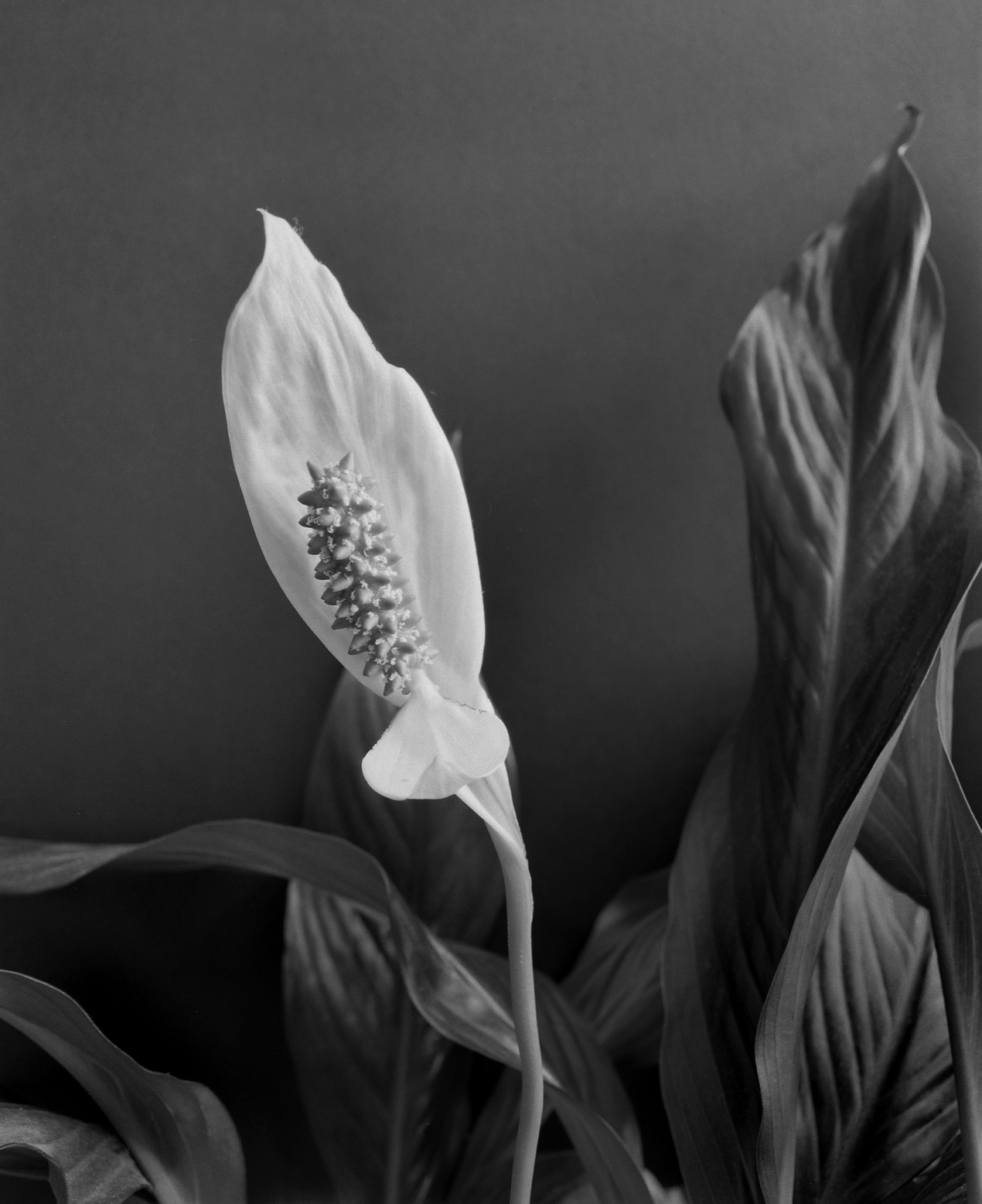 @cpindell1 · Nov 14 Replying to @ILFORDPhoto What defines #beauty more that a tiny flower? #ilfordphoto FP4+ film photographed on Tuesday to be a #fridayfavorite