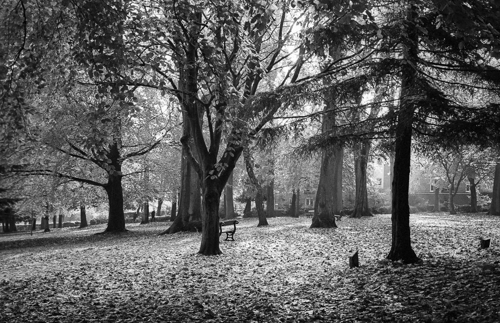 @richard_pickup · Nov 16 Autumn light in the park 35mm Ilford HP5+ film @ILFORDPhoto #fridayfavourites #beauty #ilfordphoto #hp5 #hp5plus #35mm #blackandwhite #blackandwhitephotography #fineart #landscapephotography #landscape #fineartphotography