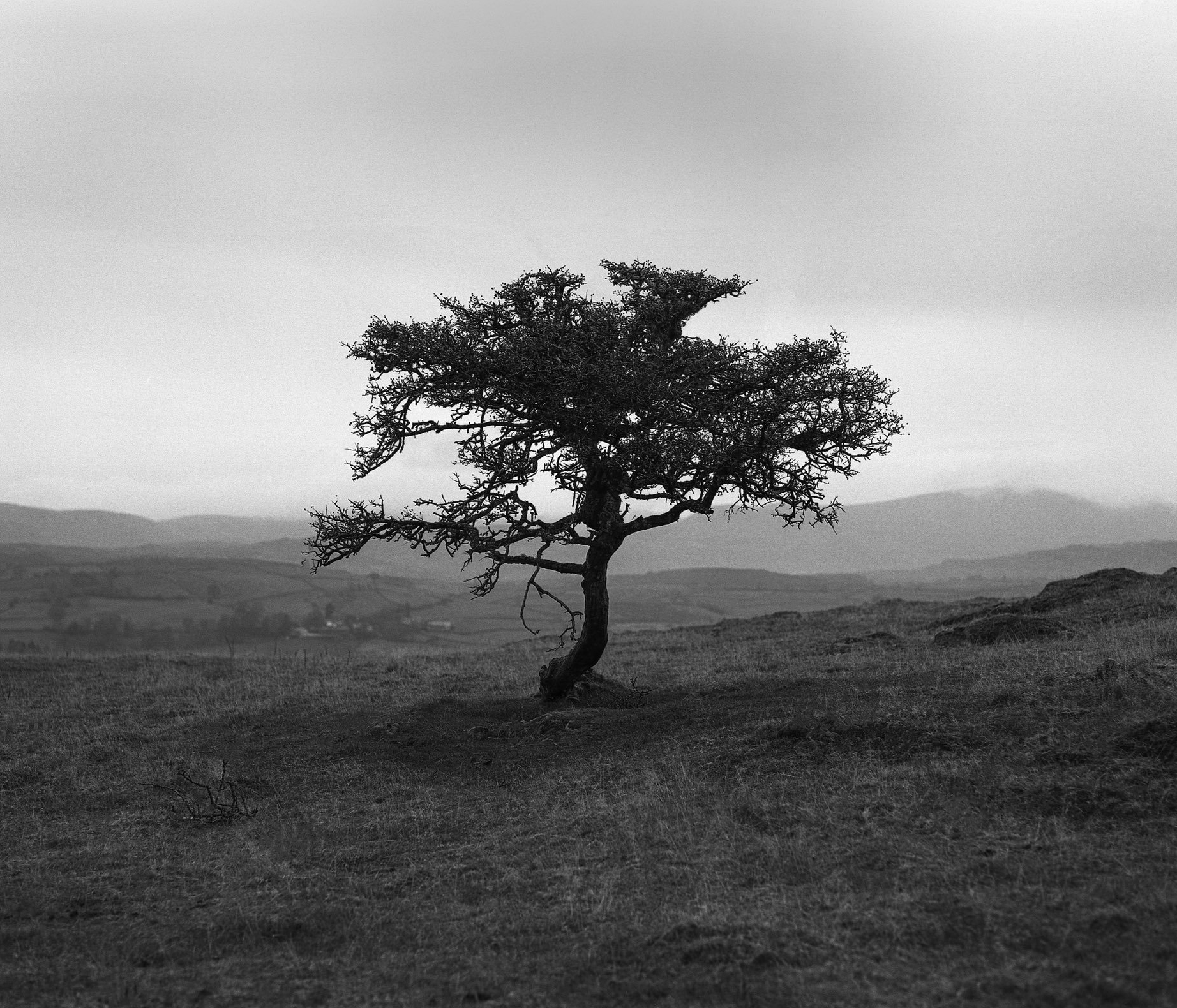 @JoeBrayford · 1h A lone tree on a rainy morning in The Lake District #IlfordPhoto #IlfordFP4 #FridayFavourites #6x7