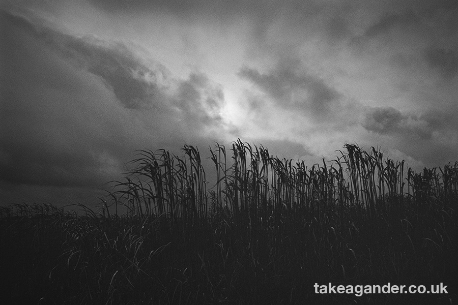 @TimGander · 50m Salisbury Plain - Jan 2020. @Ilford Delta 400, Ilfotec DD-X #ilfordphoto #fridayfavourites #shotin2020