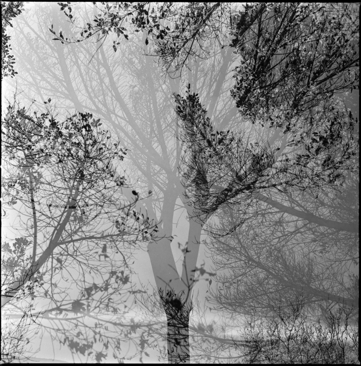 @victorbezrukov Replying to @ILFORDPhoto ilford HP5 Hasselblad 500cm multiexposures developed in d-76. #filmphotography #filmisnotdead #ilfordphoto #squareshots #fridayfavourites