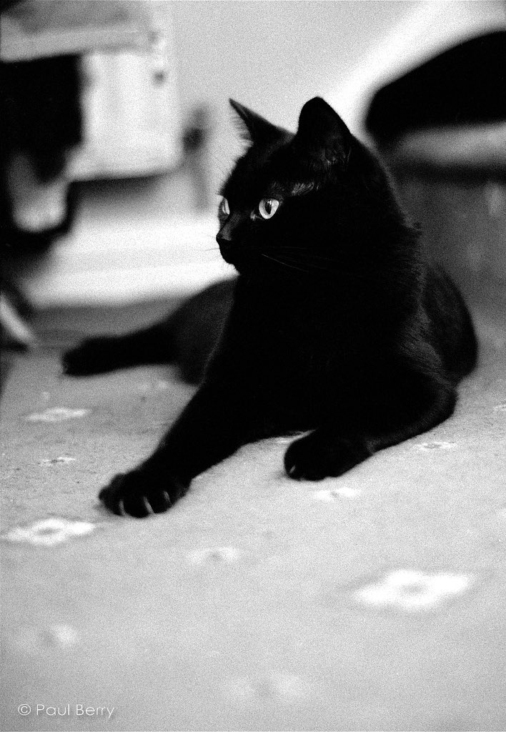 @ShootingGrain Replying to @ILFORDPhoto #ilfordphoto #fridayfavourites 'She Who Must Be Obeyed' relaxing in the #happiness of being served faithfully every day by her staff! Nikon F4, 50mm, HP5