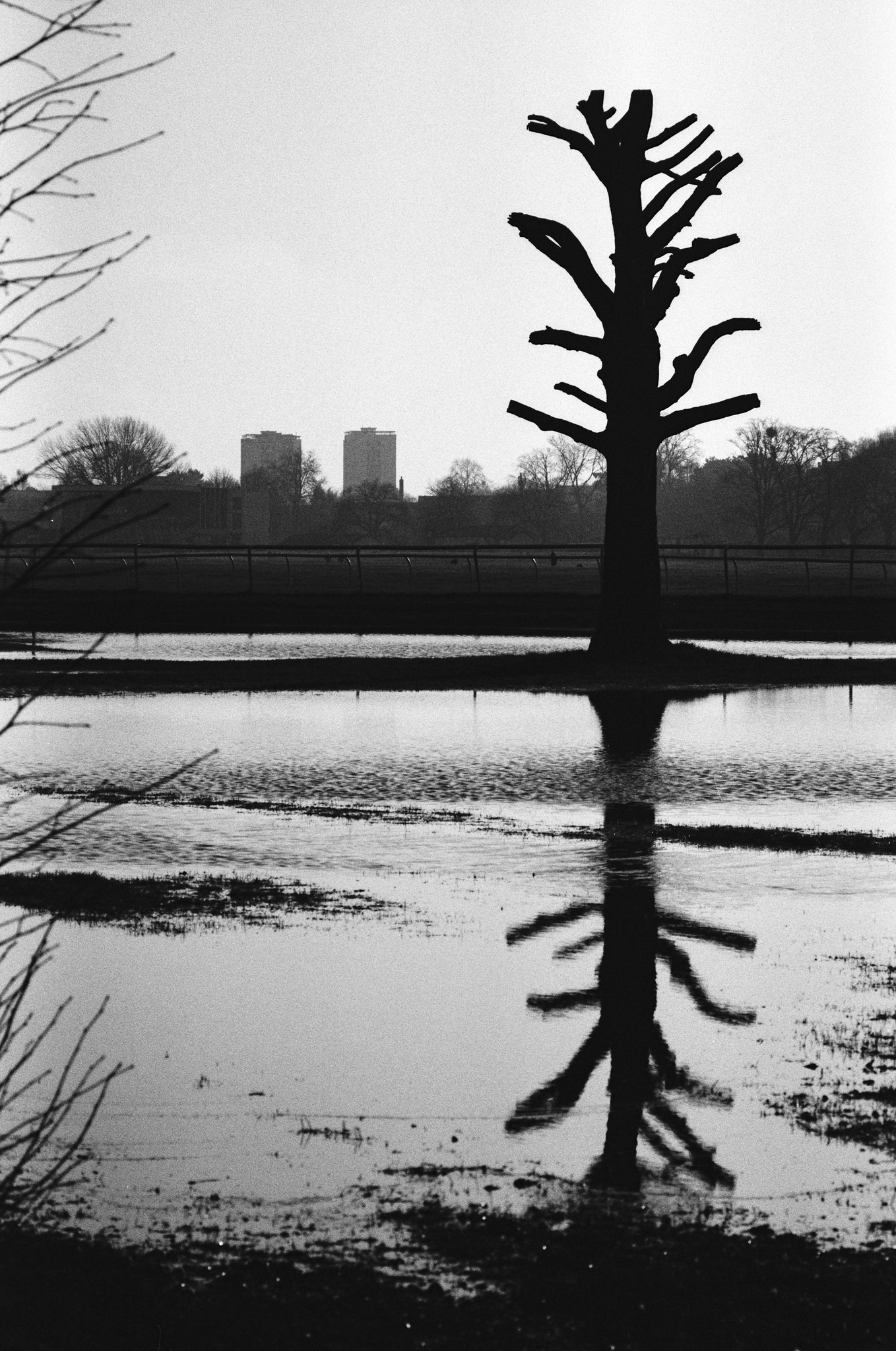 Black and white photo of tree by Hamish Gill