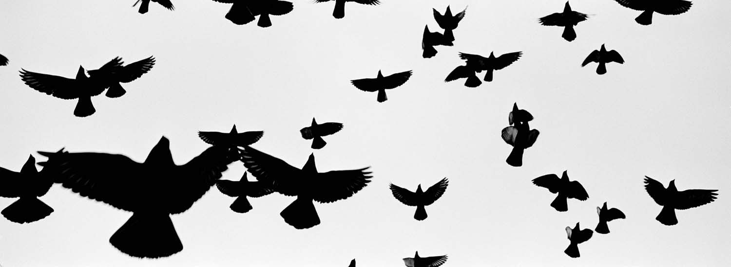 Birds - Ilford HP5 pushed 1 stop Hasselblad - Xpan San Francisco