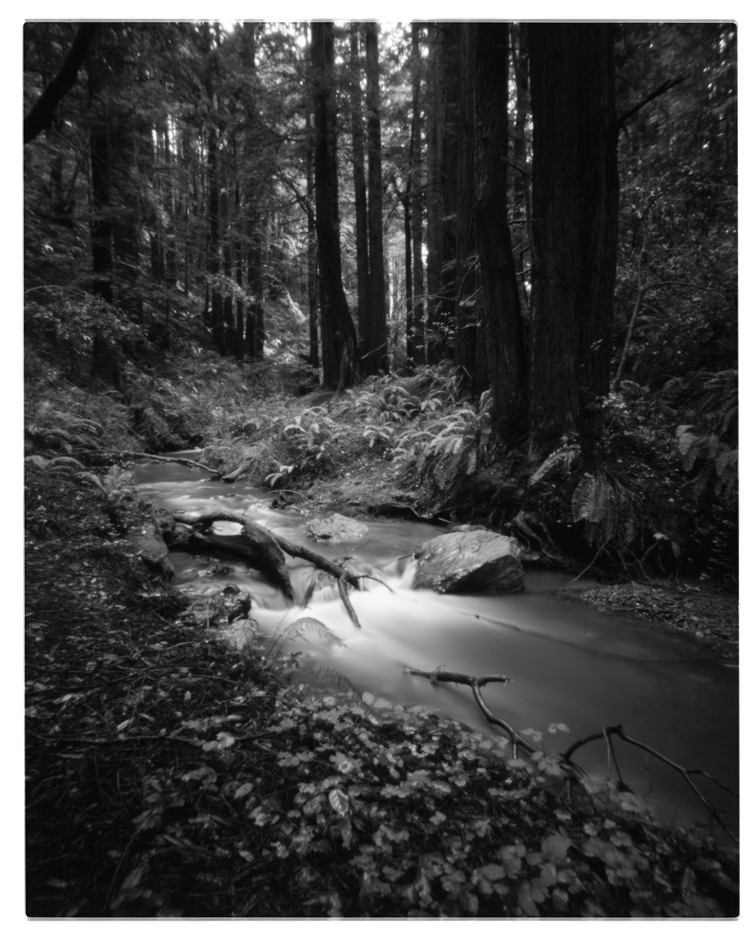 @klizana · 16h Walking among redwoods. CameraIlford TiTAN 4x5 Pinhole Film framesIlford FP4 Stopwatch195 secs. exposure (open for full size) #filmphotography #pinhole #Ilfordphoto #fridayfavourites #believeinfilm