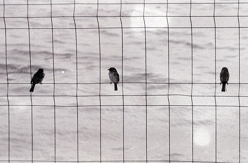 beatrizburnay Bird on the wire, Leonard Cohen #lyricsandfilm #fridayfavourites #ilfordphoto #ilfordhp5