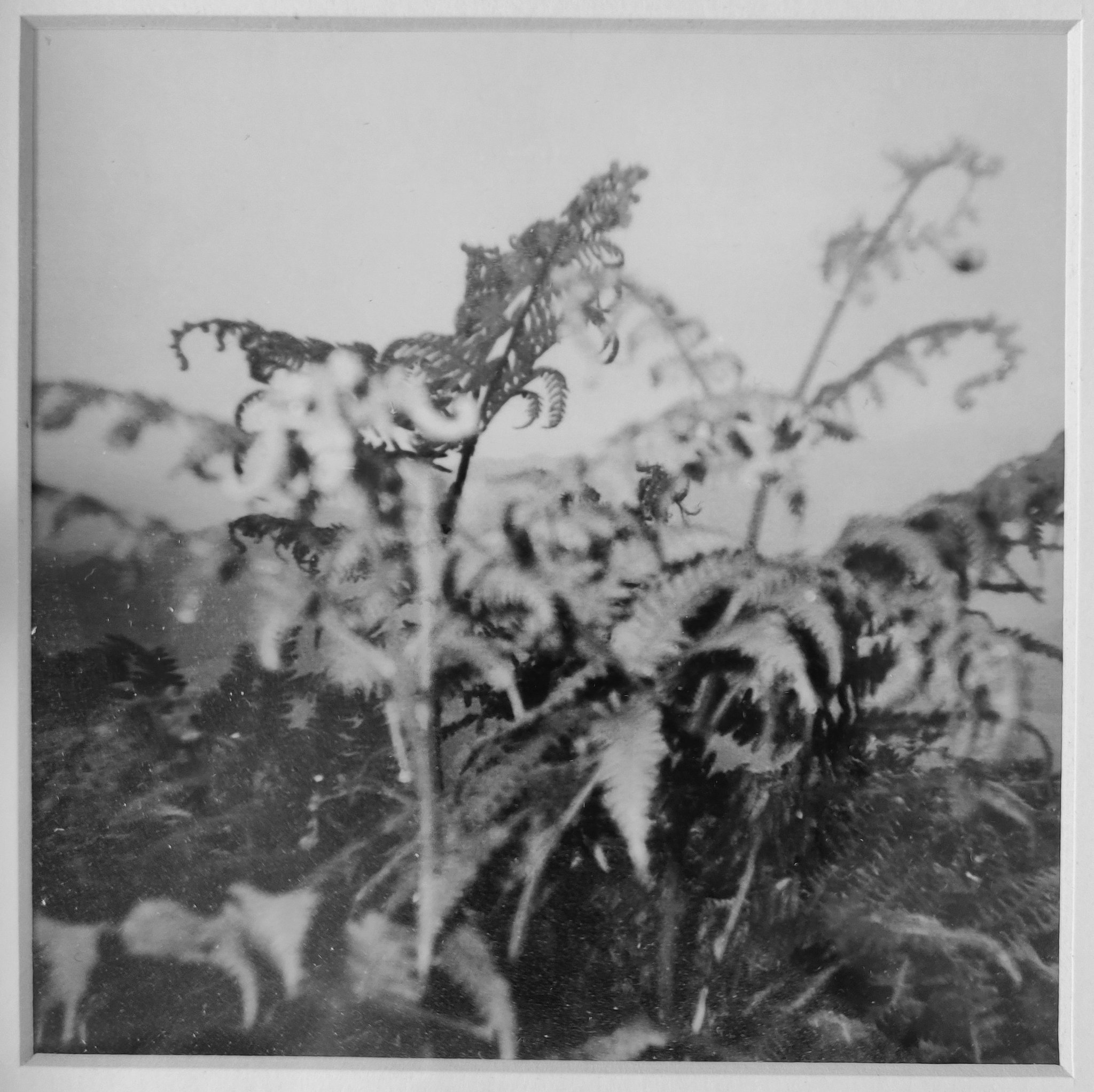 @VintagePhotoCo Replying to @ILFORDPhoto Here's #myfirsttime using an #ilfordphoto #xp2 disposable camera in the middle of a cloud halfway up a hill in the #lakedistrict - still one of my favourites (no idea where the negative is now though!) #fridayfavourites @ILFORDPhoto #ferns