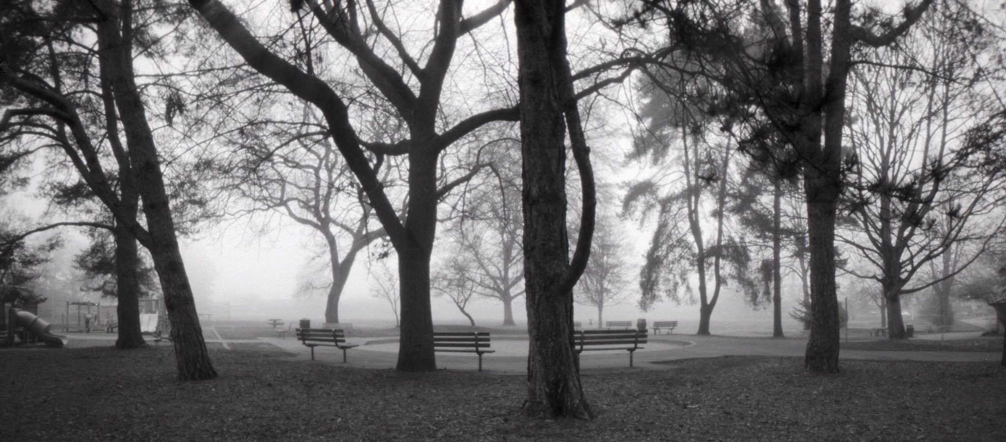 @DrMarsRover From the time before many of our parks closed. Fog in the park. @ILFORDPhoto Delta 100 RSS 6x12 pinhole #bestshotsofar #ilfordphoto #fridayfavourites