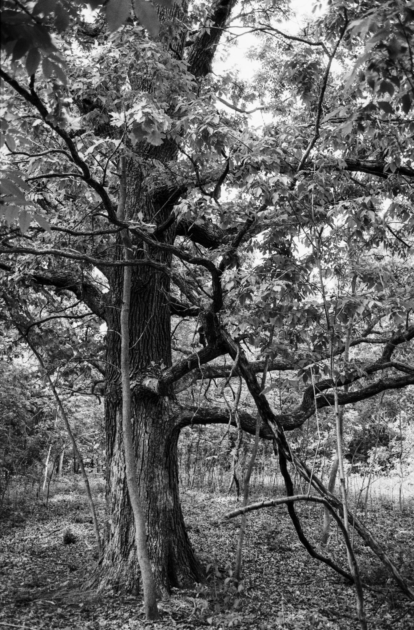 Getting out for long walks has been one way I’ve stayed sane and reasonably fit during COVID-19. Camera: Olympus OM-2n, 35mm f/2.8 with orange filter. Film: Ilford FP4+ IE 125. #fridayfavourites #ilfordphoto #lockdown