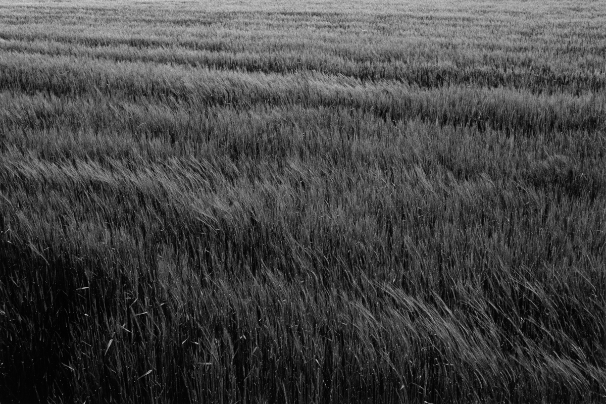 Fields in Vienna shot on HP5 ©Jahan Saber