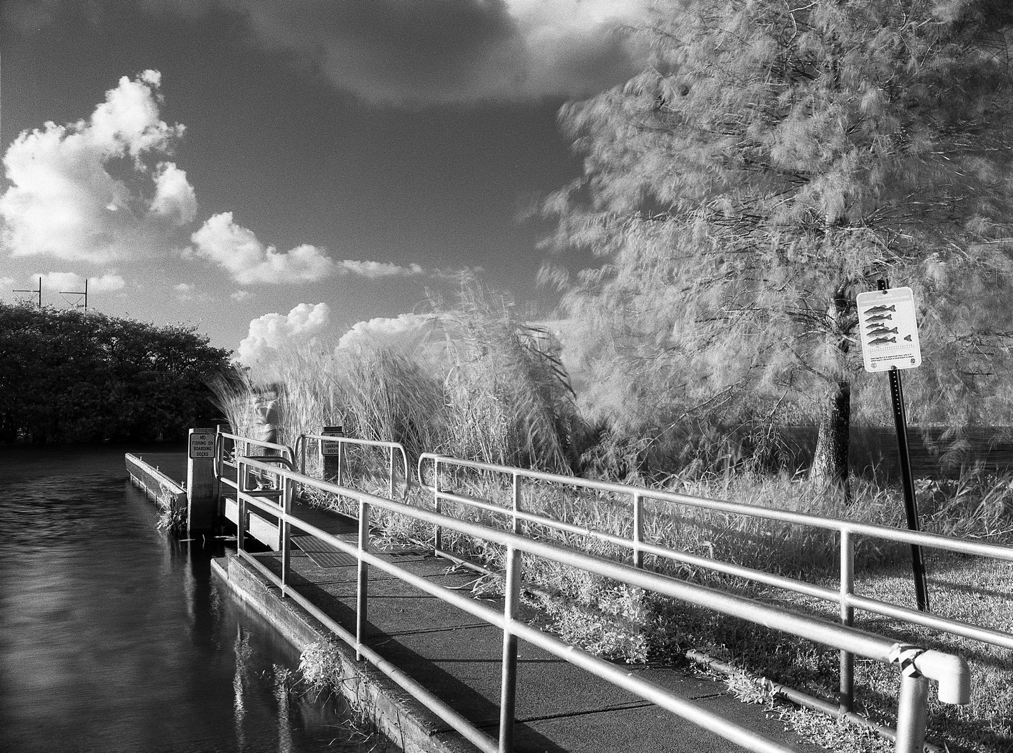 Infrared Film Photography - IR Film How To, Tips & Filters - The