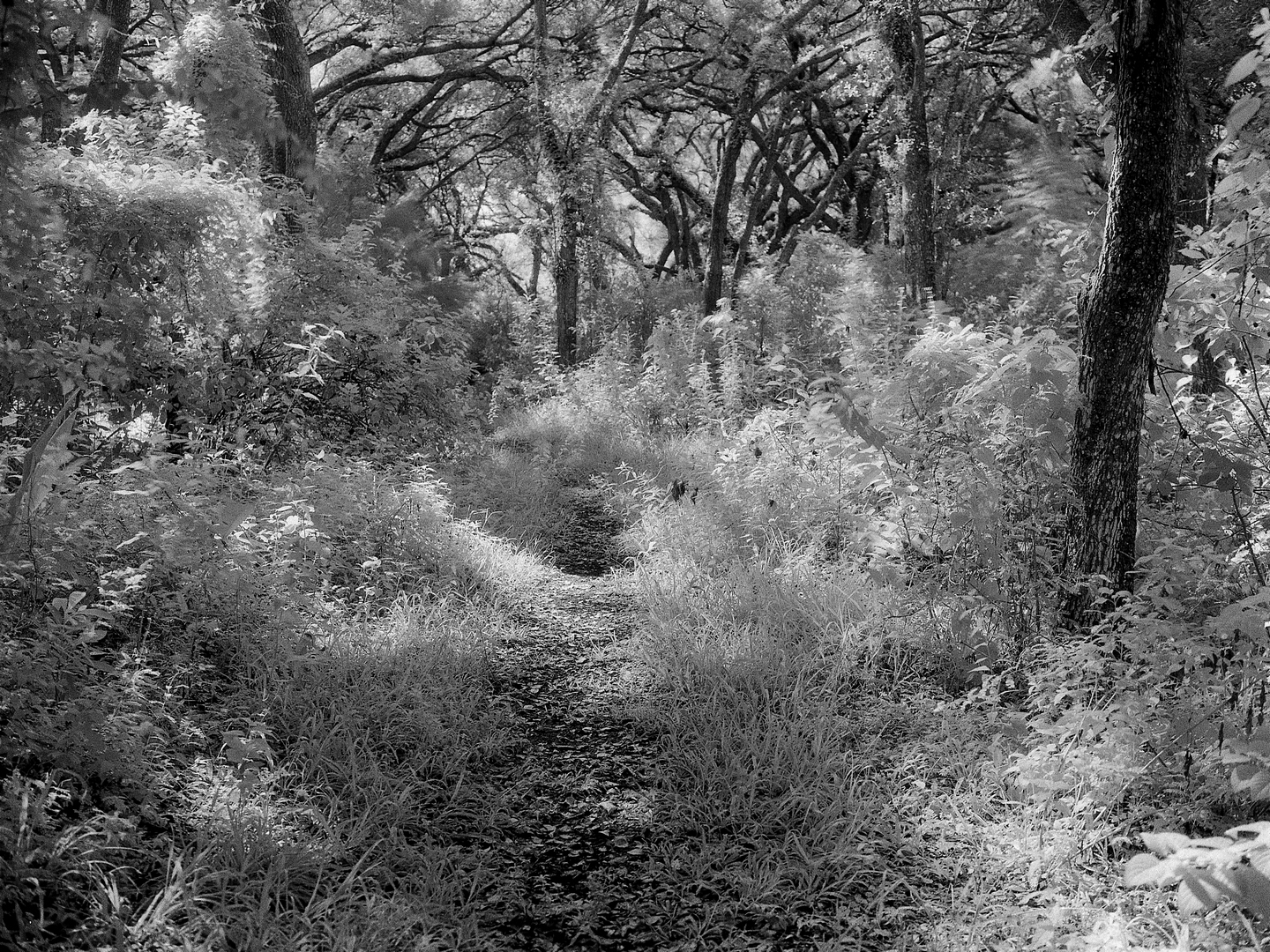 small treetops fairy trail