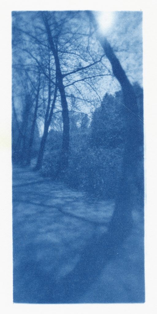 cyanotype from orthos plus negative