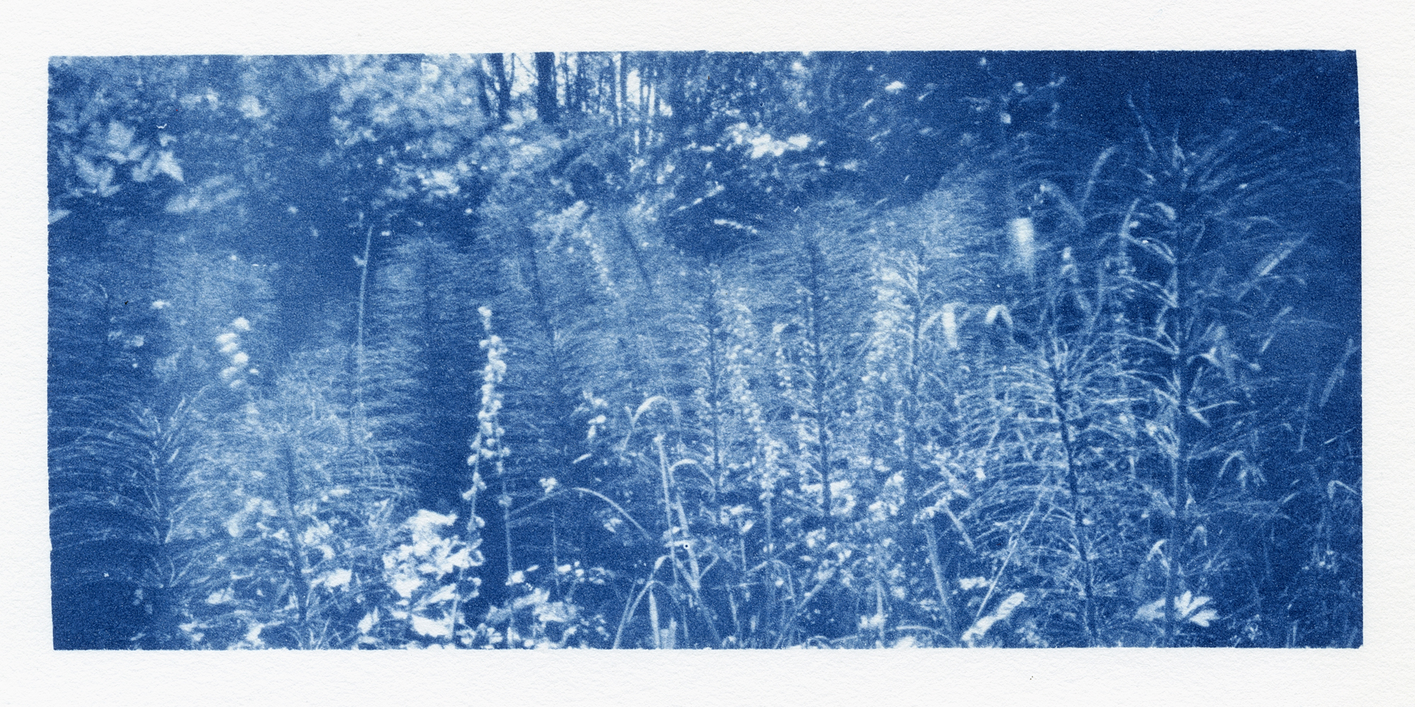 cyanotype from orthos plus negative