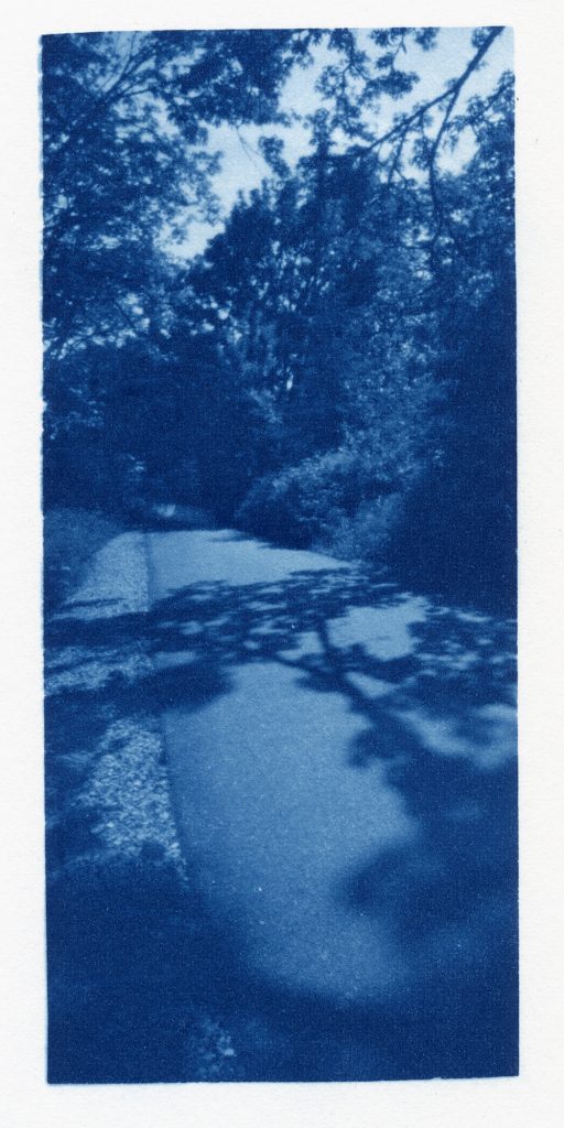 cyanotype from orthos plus negative