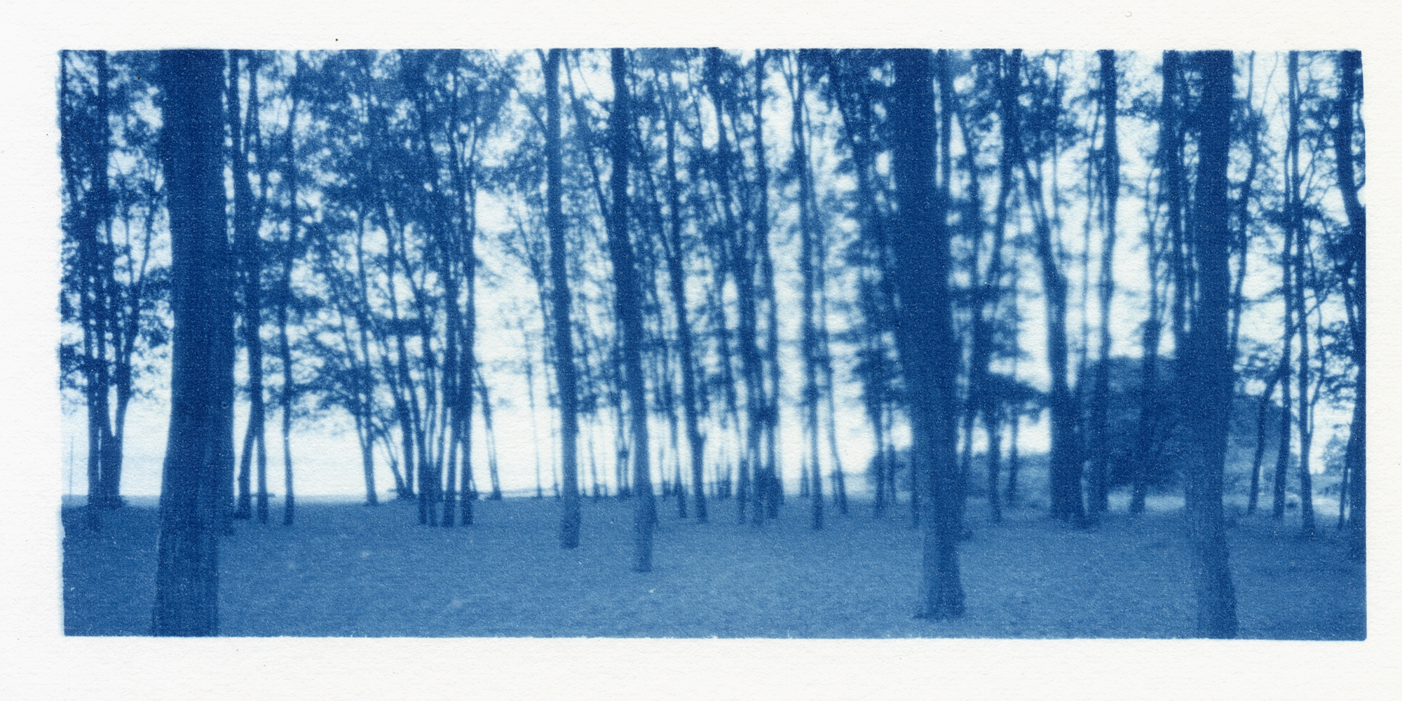 cyanotype from orthos plus negative