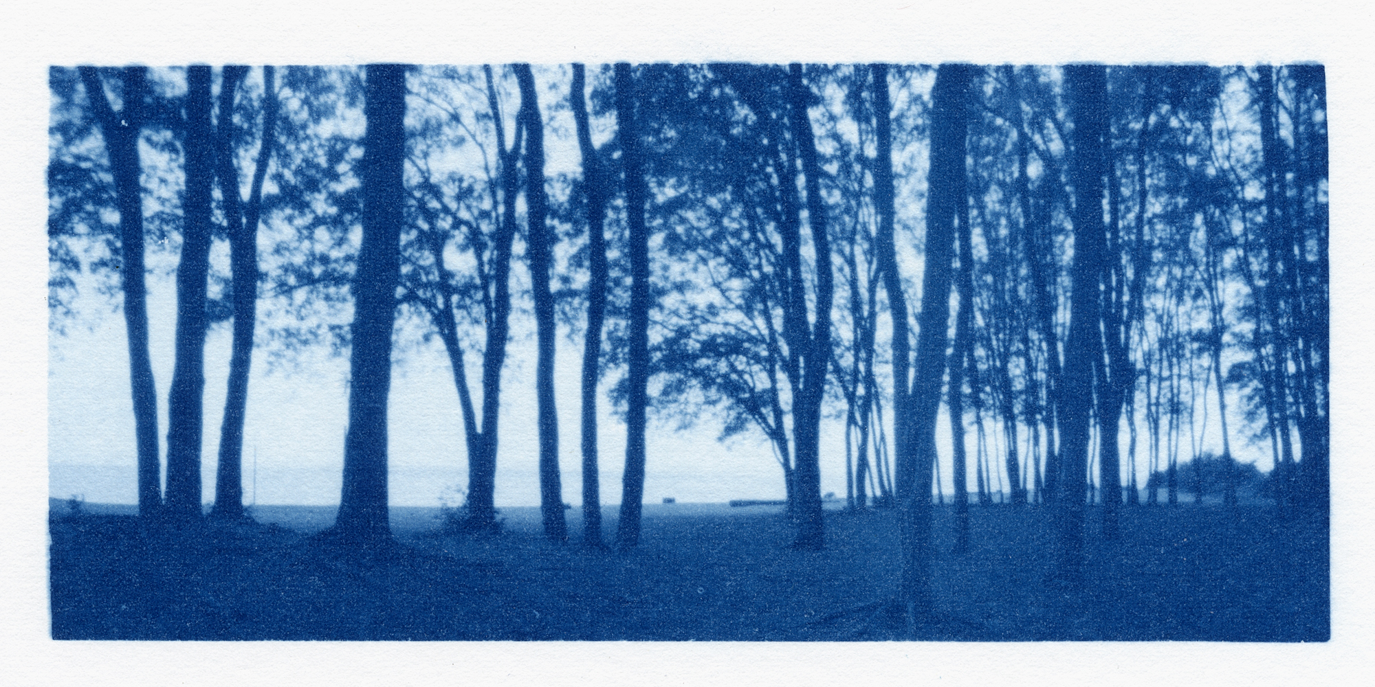 cyanotype from orthos plus negative