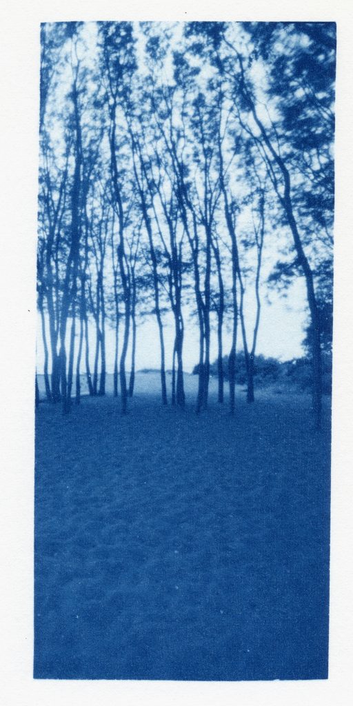 cyanotype from orthos plus negative