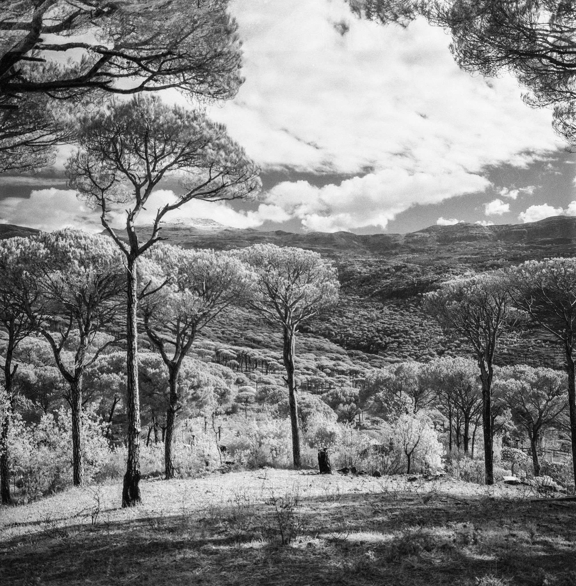 @AdibMufty Nature in a dreamy world! Camera: Hasselblad 500cm ?: Ilford SFX200 #filmphotography #believeinfilm #ilfordphoto #fridayfavourites #shotonsfx