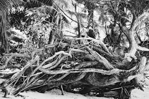 @DavyBlaker Beach wood, Seychelles, May 2017 #ilfordphoto #fridayfavourites #shotonXP2 #filmphotography #believeinfilm #blackandwhite