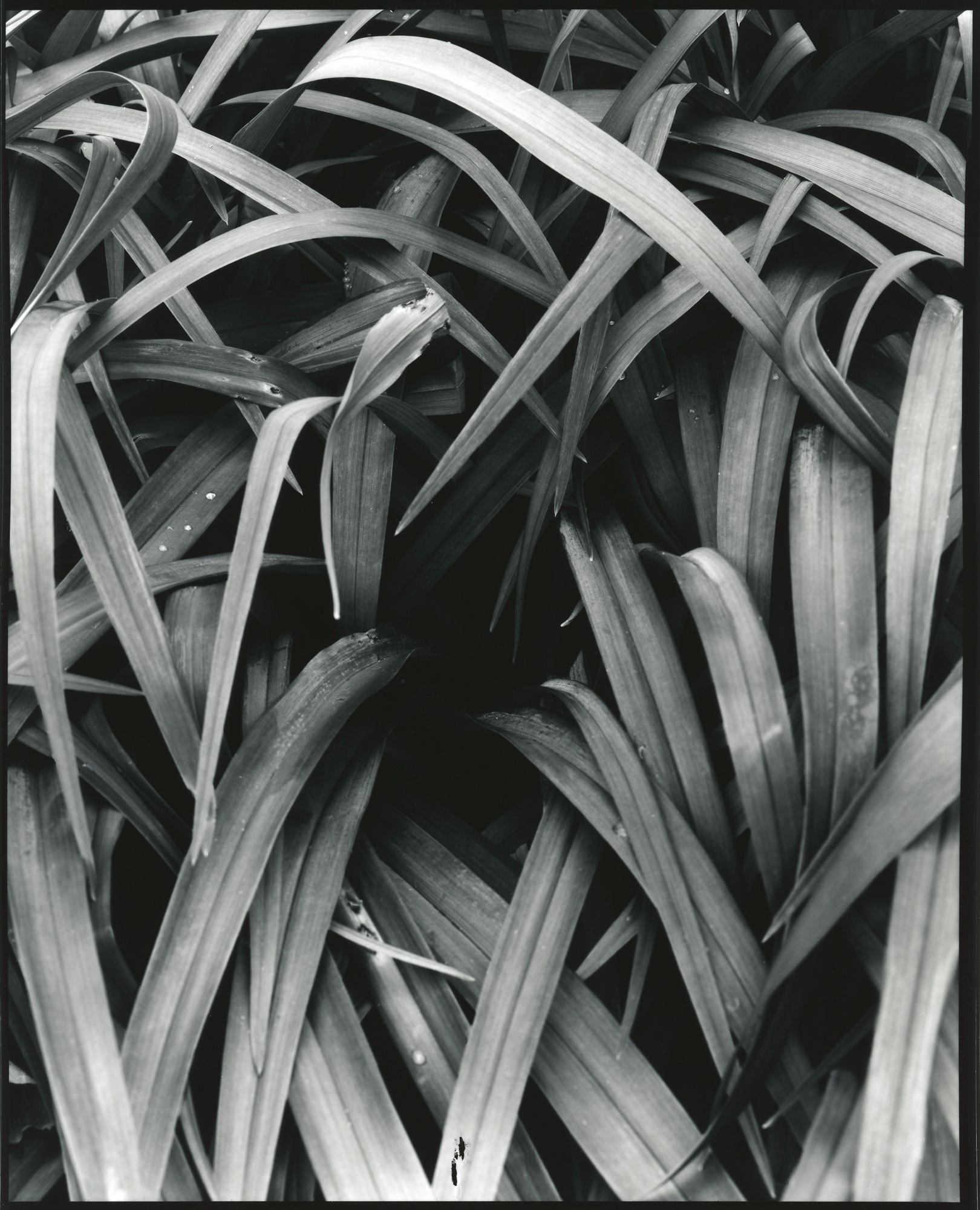 InTheGarden_8x10_SilverGelatinContactPrint_ILFORD_FP4_on_IlfordFBClassicGloss