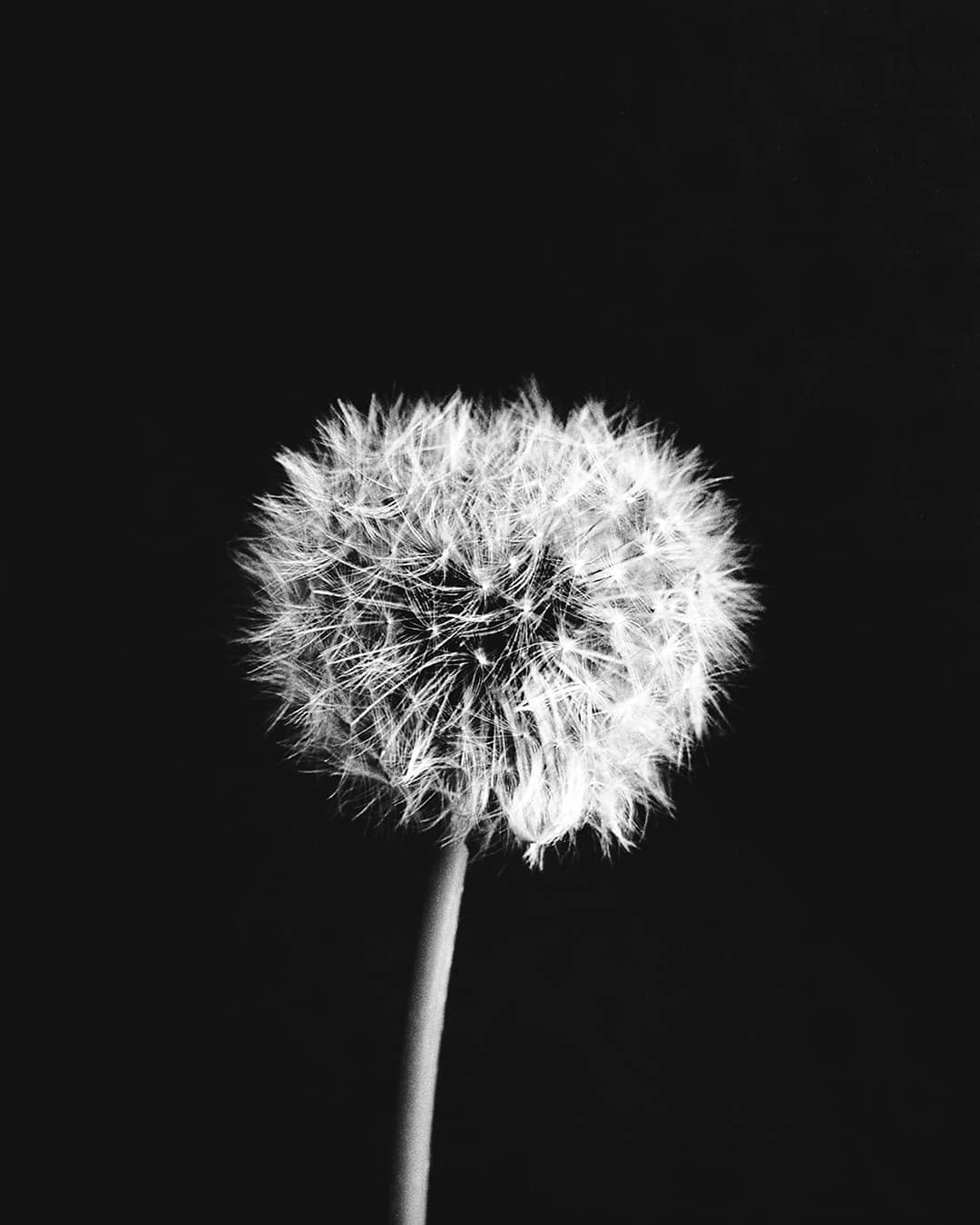 blacknwhite_matter - Dandelion - Palmas, Aveyron, France. . . . #analog #film #pentax6x7 #mediumformat #thefilmcommuninity #filmisnotdead #blackandwhite #ilfordphoto #fridayfavourites #shotonfp4 #ilfordfp4 #bnw_users #gf_bnw #believeinfilm #filmphotography #shootfilm #bnw_drama #simply_noir_blanc #shootitwithfilm #theanalogclub #igworldbnw #masters_in_bnw #all_bnwshots #raw_bnw #awesomebnw #blacknwhite_perfection #negativefilm #friendsinbnw #bwgrammer #raw_macro