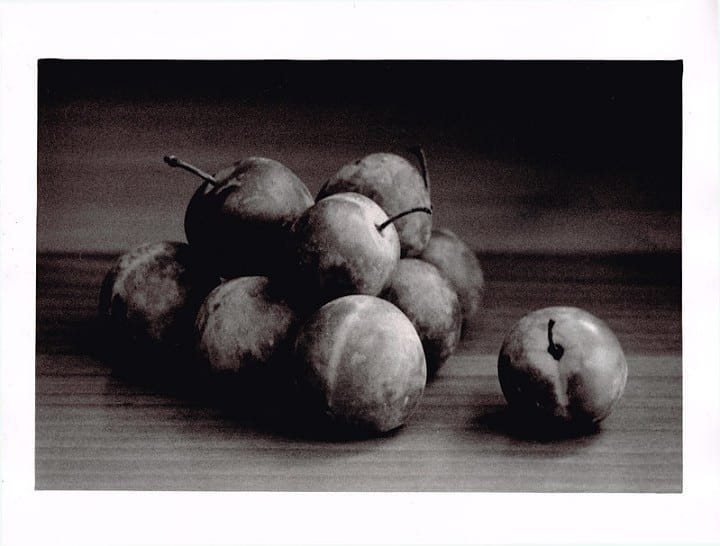 thepaulgarlick Soon it will be cold enough to freeze the plums off a brass monkey #blackandwhite #monochrome #ilfordphoto #leedsfilmphoto #ilfordfbclassic #minoltadynax7 #ilfordmultigrade #plums #greengage #darkroom #brassmonkeys #wycameras #phlipspcs130 #fridayfavorites #splitgradeprint #sandersonmethod