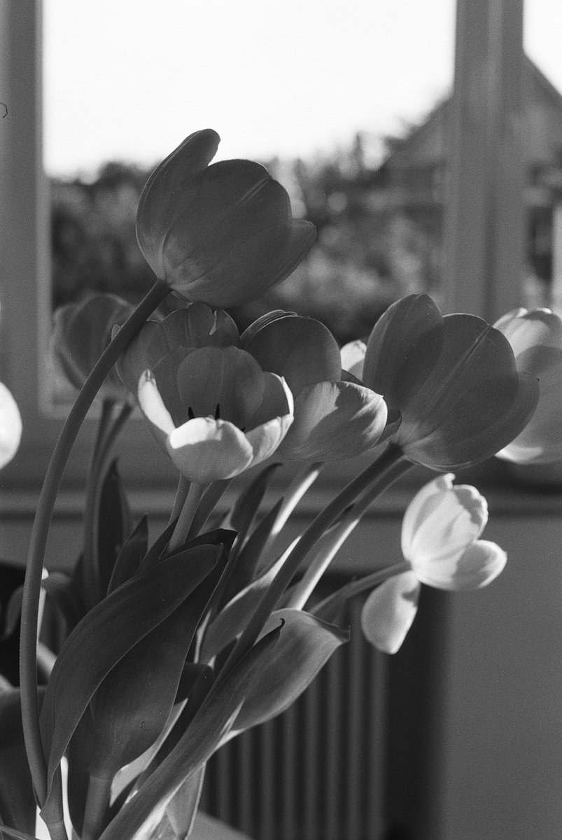 @DavyBlaker Sunlight on tulips, Ilford FP4 Plus #ilfordphoto #fridayfavourites #lightonfilm