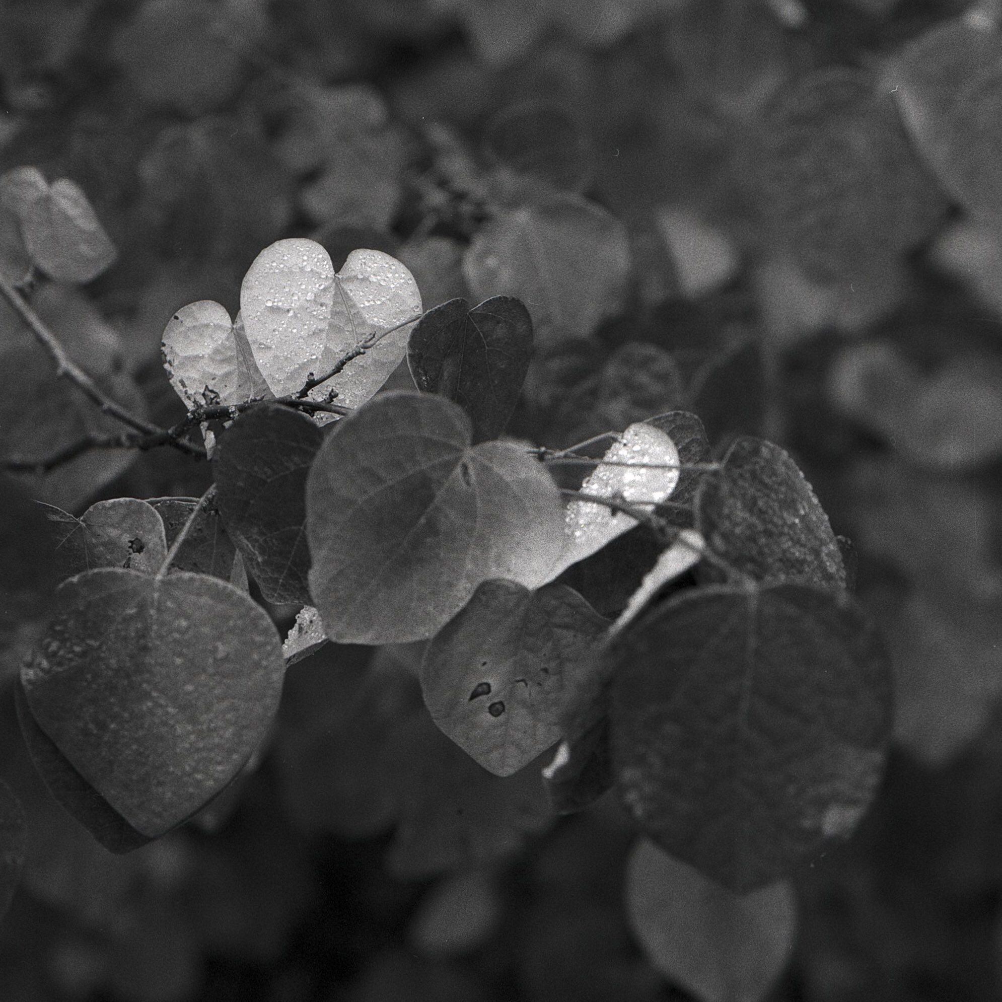 @DrMarsRover · Oct 13 The rains have returned. @ILFORDPhoto Delta 3200 (EI 1000) #ilfordphoto #fridayfavourites #autumnonfilm