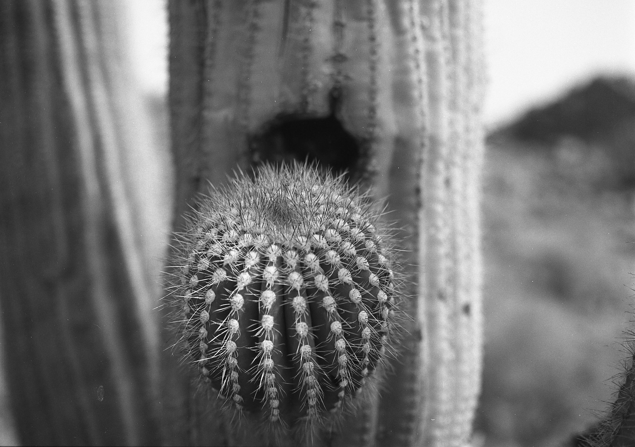 @e04joey · Oct 13 @ILFORDPhoto panf50 with my #mamiya645 #fridayfavourites #autumnonfilm in the desert