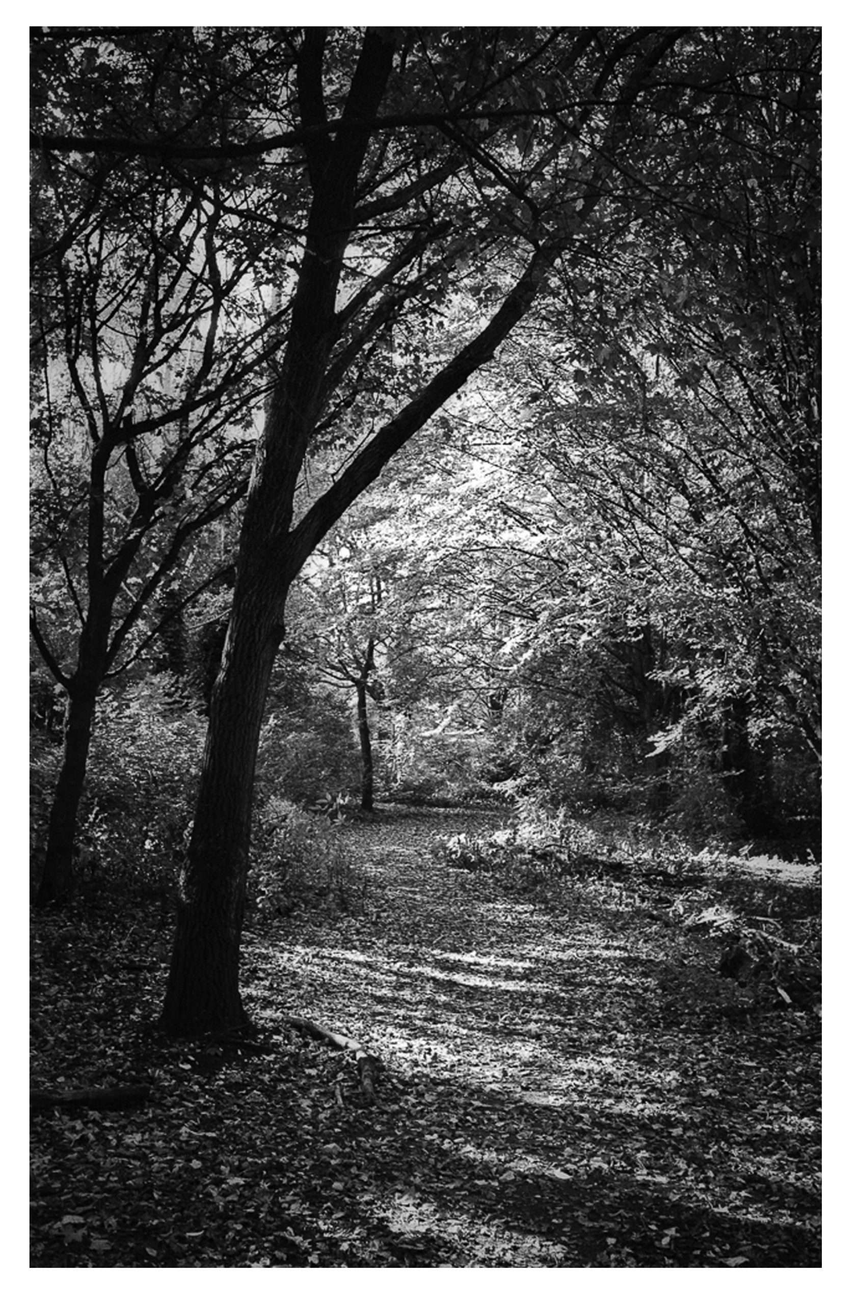 @richard_pickup Autumn in Cannon Hill Park, Birmingham 35mm HP5 plus film @ILFORDPhoto #autumnonfilm #ilfordphoto #fridayfavourites #HP5plus #blackandwhitephotography #believeinfilm