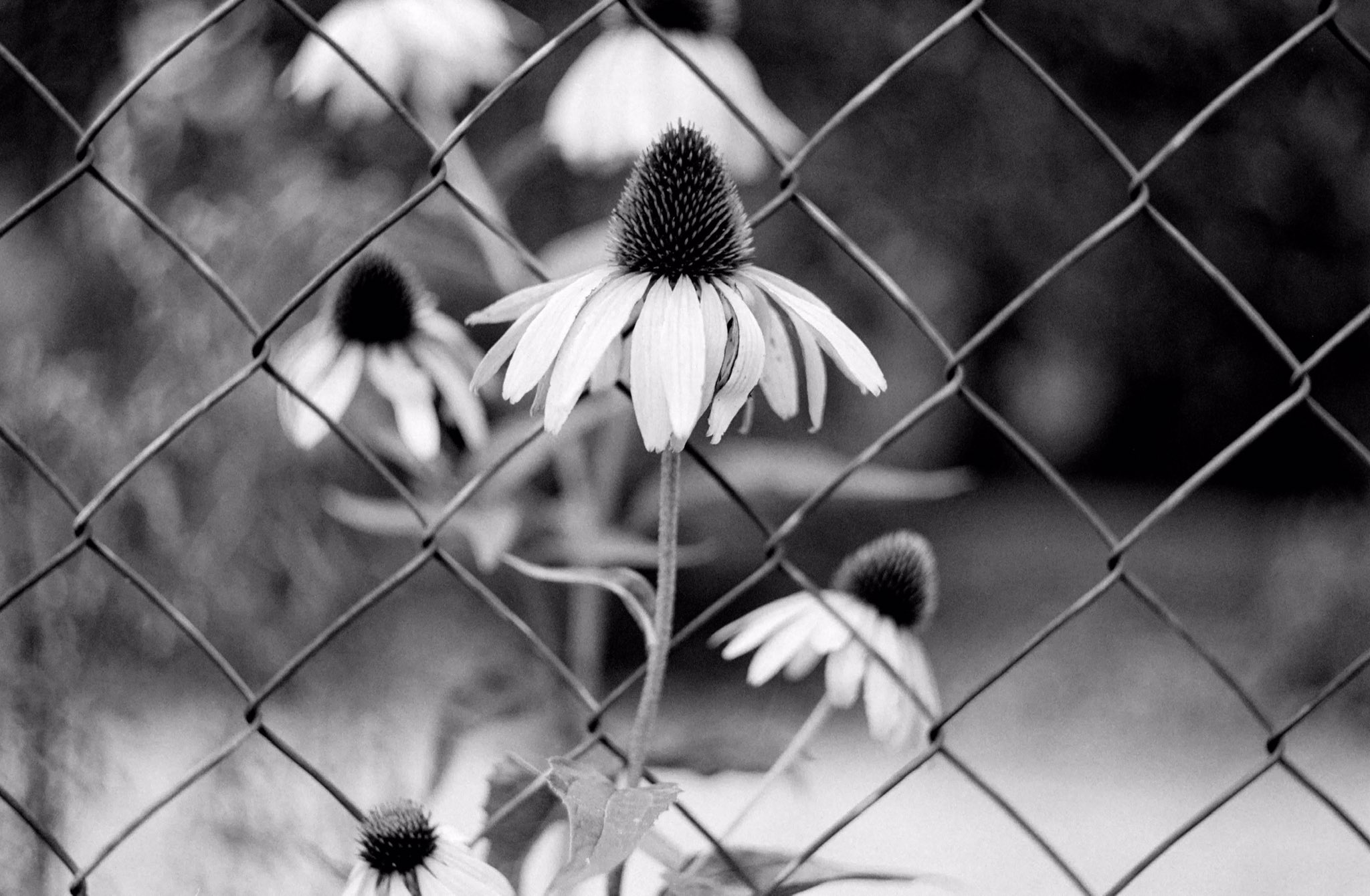 @panchromaholic Replying to @ILFORDPhoto Lovely KentmerePAN100 with Russian Helios 44 Lens. #ilfordphoto #fridayfavourites #shallowdof