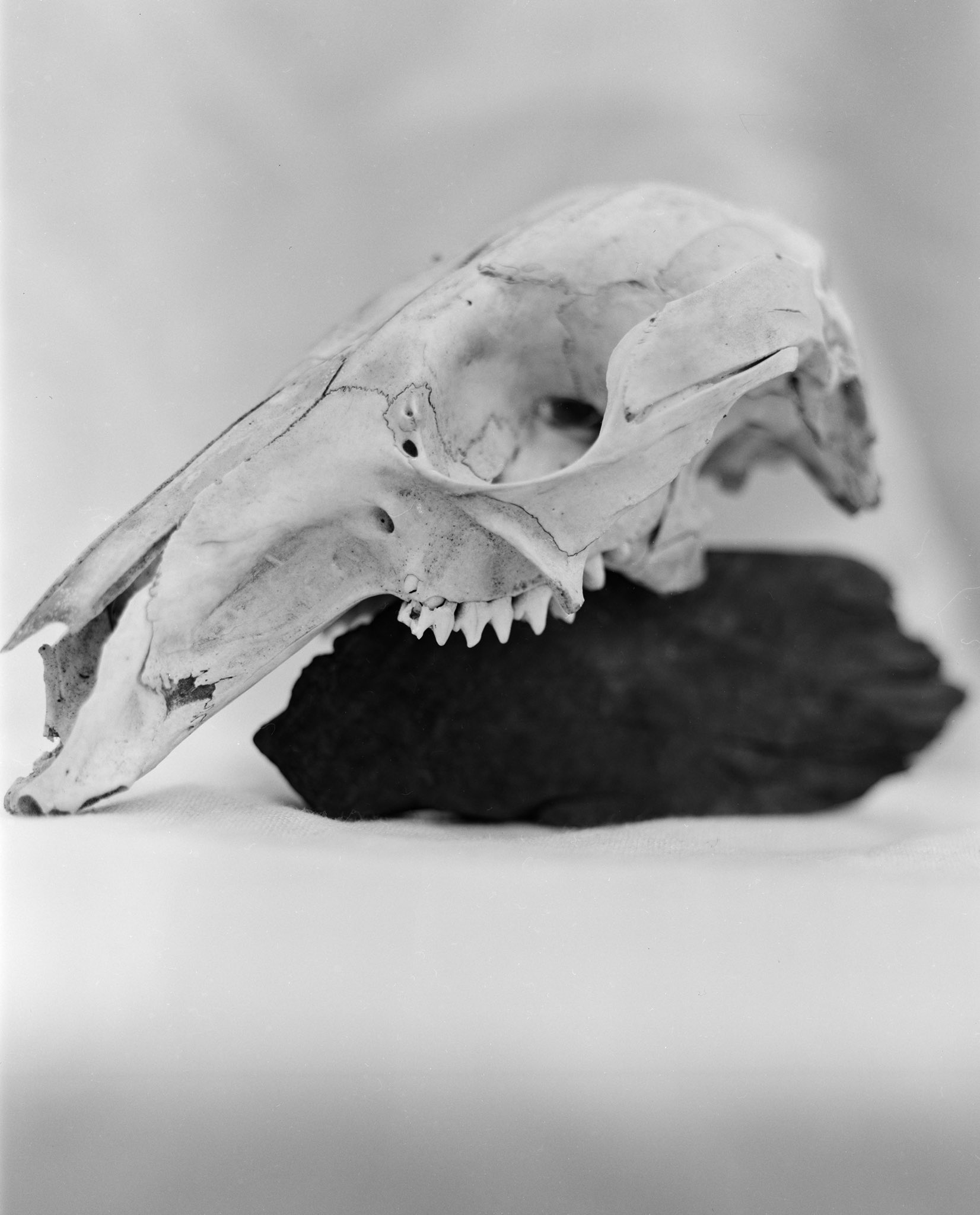 @TheTwelfthFrame Replying to @ILFORDPhoto Kangaroo skull and wood - Ilford HP5+ 4x5 sheet film - Toyo - Nikon Nikkor-w 210mm #shallowdof #ilfordphoto #fridayfavourites