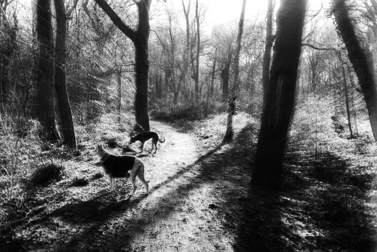 FP4_Ricoh500G_HoundsInTheEveningLight