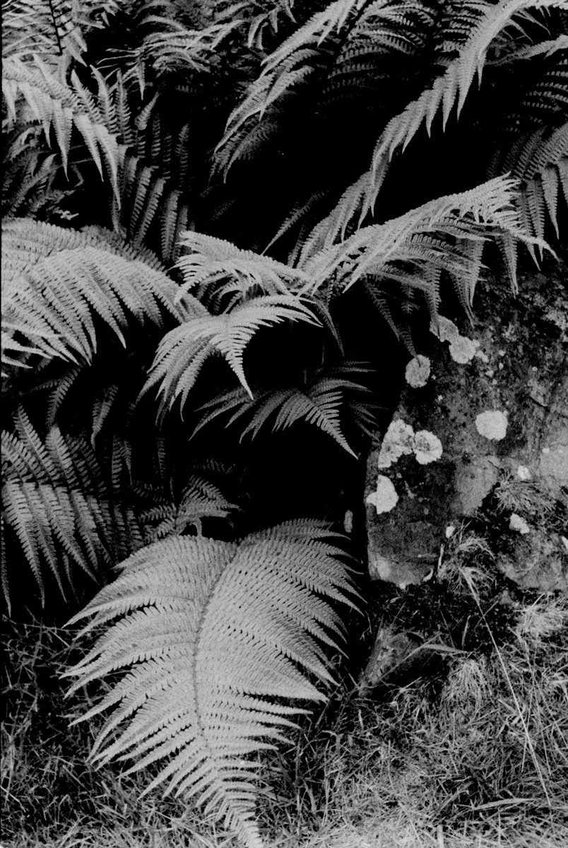 Kentmere400_Ricoh500G_Ferns