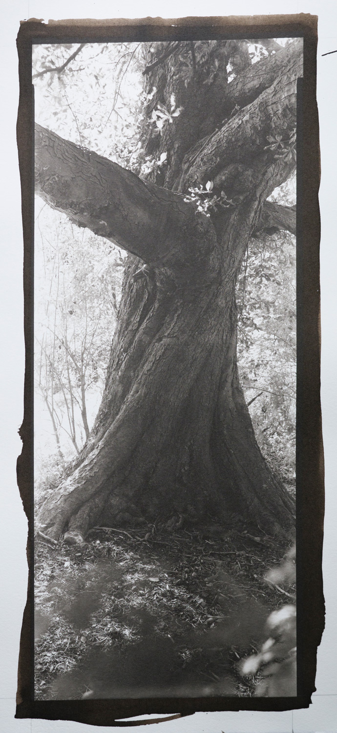 TwistedChestnut-7x17-HP5-PtPd