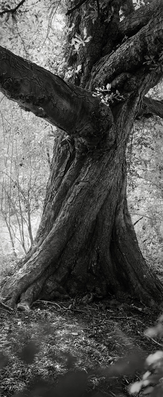 TwistedChestnut-7x17-HP5