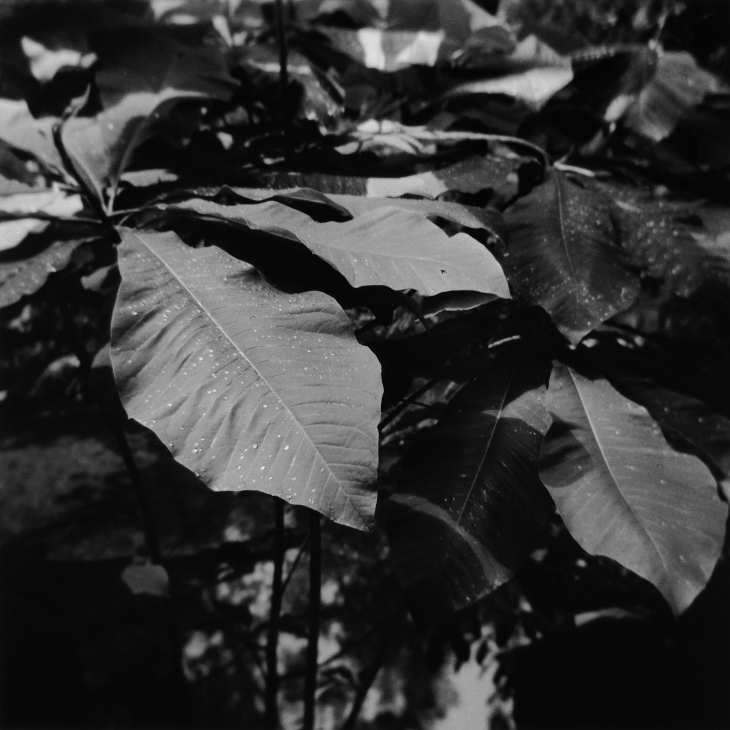 @almroa · 16h Taken on a soggy summer morning. Not bad for a plastic camera. Camera Holga 120N 🎞 Ilford HP5+ ⚗ Ilford DD-X Scroll Ilford MGIV RC (Glossy, 8x10) #ilfordphoto #fridayfavourites #botanicals #holga #mediumformat #hp5 #film #filmphotography #blackandwhitephotography #swva