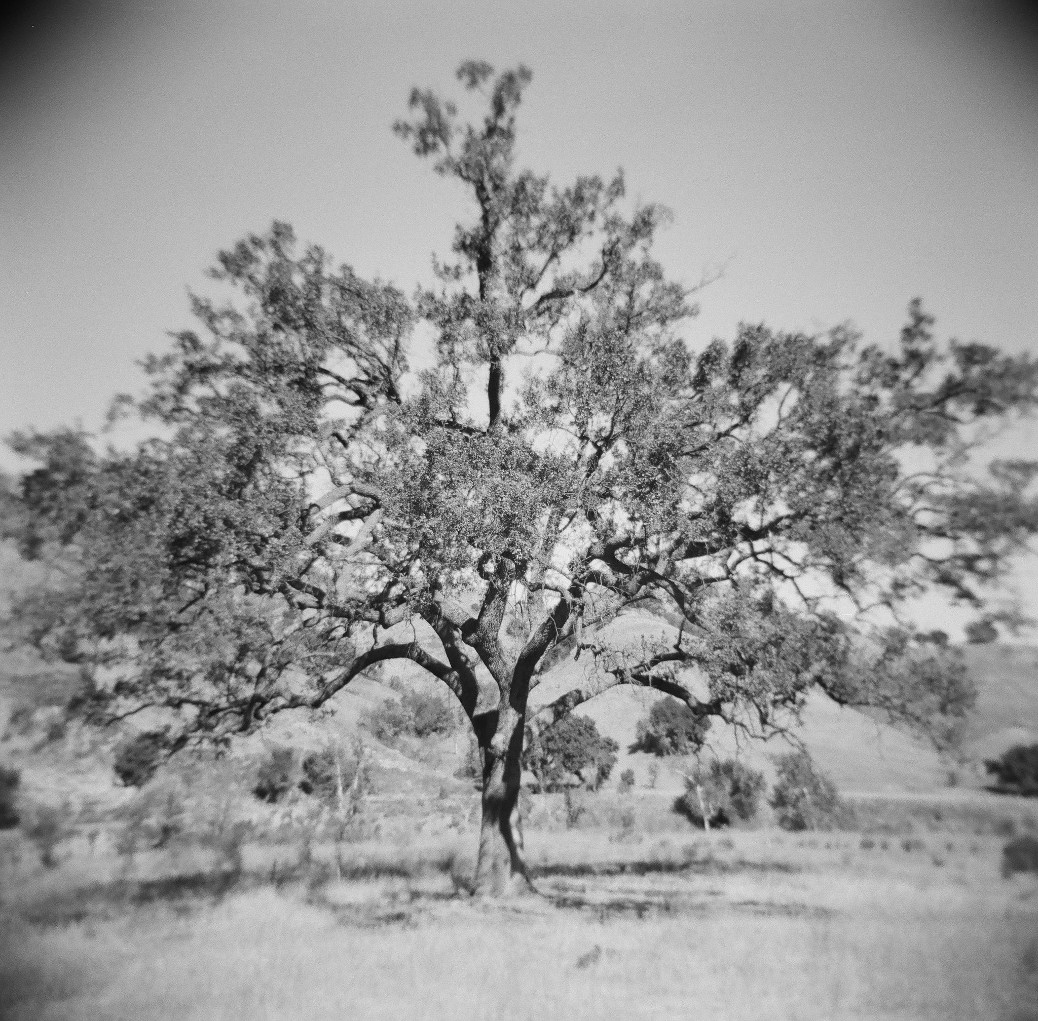 @MaureenBond · 12h Replying to @ILFORDPhoto Shot with a Holga #fridayfavourites #Ilford #botanicals