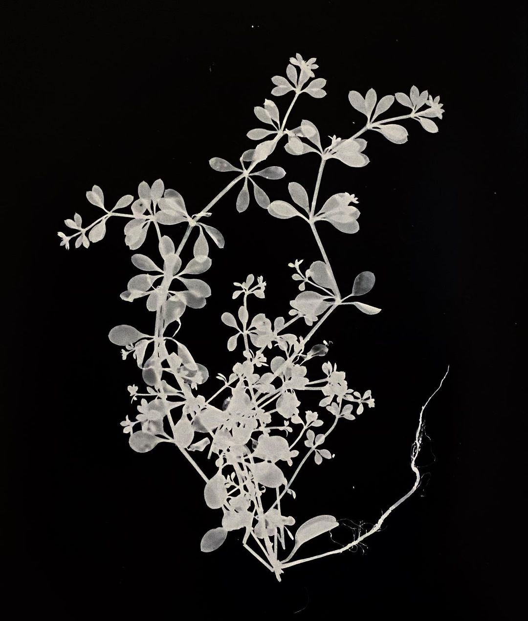 sarahg.photog One lonely weed and me in the darkroom #photogram #darkroomprint #weed #positivenegative #ilfordphoto #fridayfavourites #ilfordresin #resincoated #blackandwhitephotography @ilfordphoto #cameraless #alternativeprocess #botanicalart