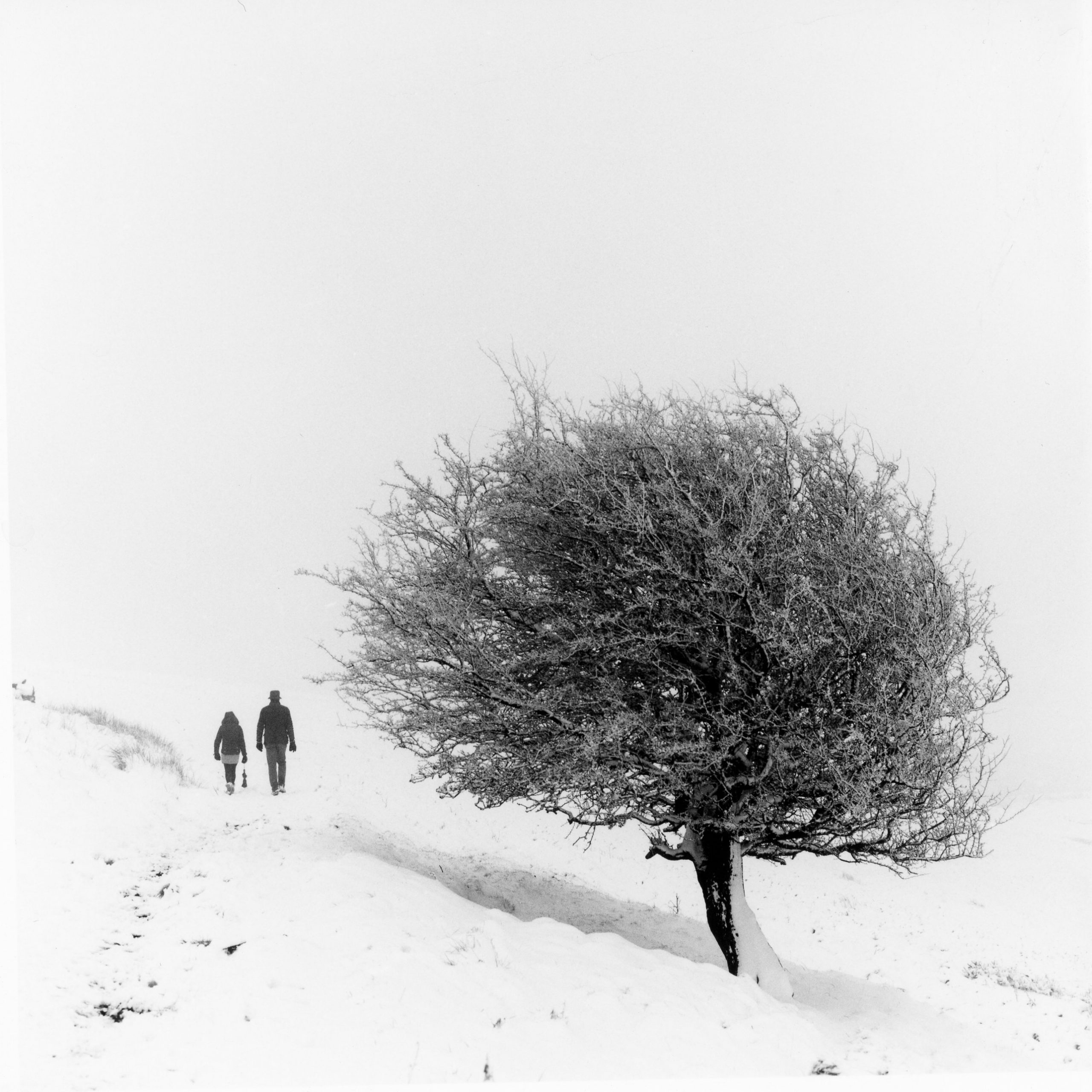 @debrawilsonsays · 2h Things that make me smile- snow on hawthorn trees. First darkroom print. Shot for @ILFORDPhoto #ilfordphoto #fridayfavourites #positivenegative Now it's back into the darkroom for another go!