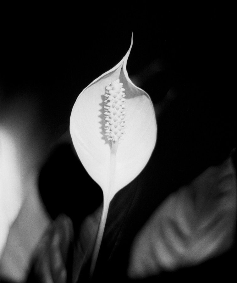 @SteliosTwi · 5h Flower in early morning light. Minolta X-700, #ilford FP4, for the #ilfordphoto #fridayfavorites #shotinside week.