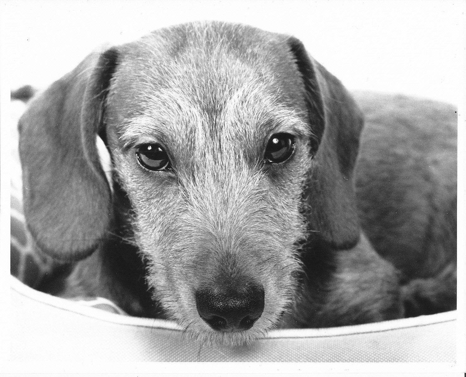 @essexcockney · Jan 27 Replying to @ILFORDPhoto here is little puppy sausage dog bailey looking cute ,he is a little terror... scanned 10x8 print Ilford classic FBVC paper.