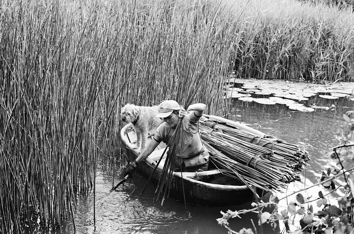 Linda Lemieux, a basket maker, cutting rushes in Somerset from a coracle she built herself on 09 June 2020 and weaving a basket in her workshop in Devon on 31 May 2020 Using Olympus OM-40 Program with XP2 Super and Zuiko 21 mm/f3.5 lens.