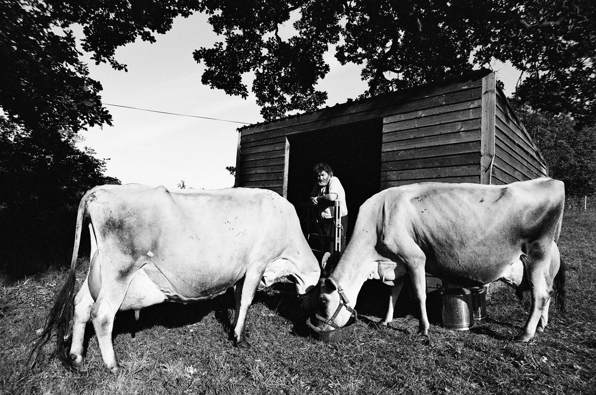 Simon Fairlie, editor of The Land magazine with his two Jersey cows in Bridport, Dorset on 26 May 2020. Using Olympus OM-40 Program with XP2 Super and Zuiko 21 mm/f3.5 lens.