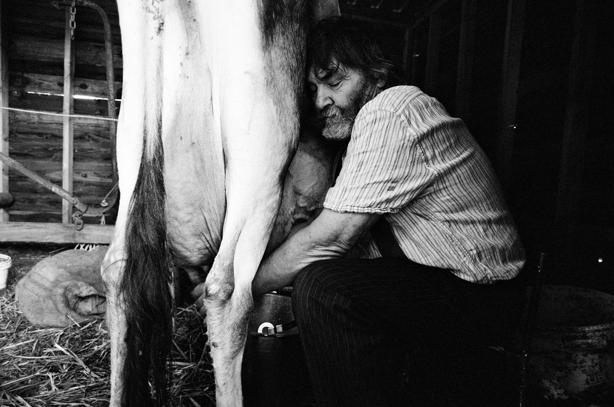 Simon Fairlie, editor of The Land magazine with his two Jersey cows in Bridport, Dorset on 26 May 2020. Using Olympus OM-40 Program with XP2 Super and Zuiko 21 mm/f3.5 lens.Simon Fairlie, editor of The Land magazine with his two Jersey cows in Bridport, Dorset on 26 May 2020. Using Olympus OM-40 Program with XP2 Super and Zuiko 21 mm/f3.5 lens.