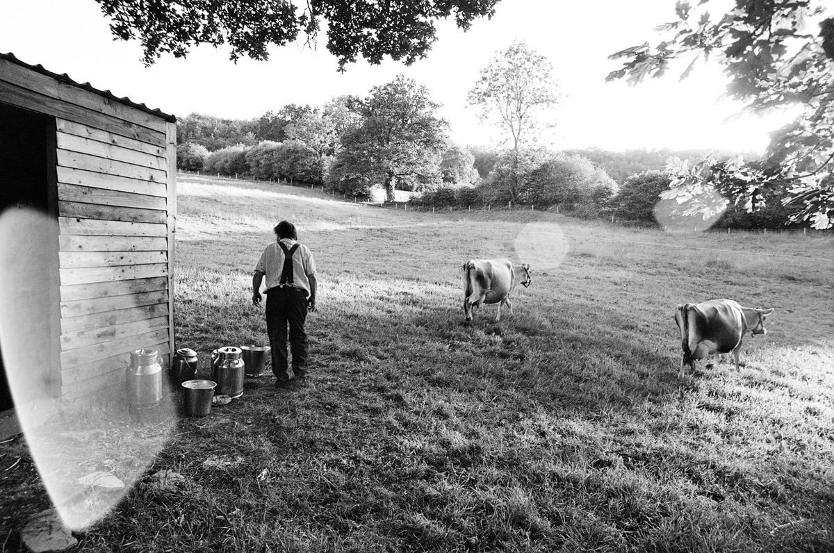 Above: Simon Fairlie, editor of The Land magazine leaving his milking shed with his Jersey cows, in Bridport, Dorset on 26 May 2020. Using Olympus OM-40 Program with XP2 Super and Zuiko 21 mm/f3.5 lens.
