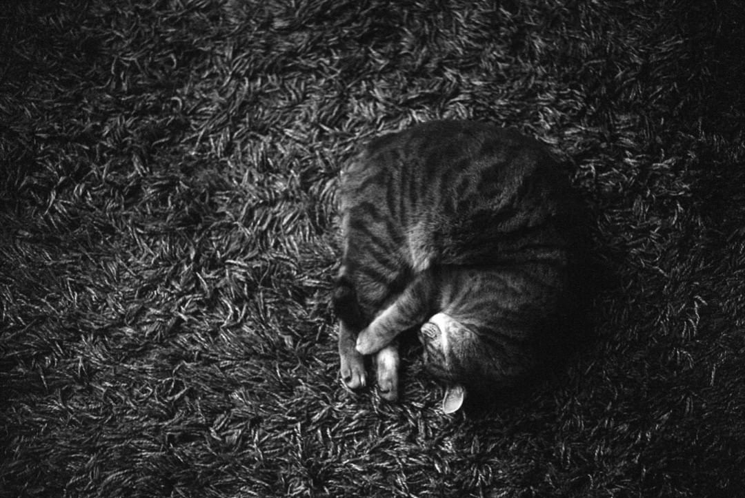 photofritze336 Cat & Carpet. . Film: Ilford HP5 Plus. #leicam3 #leicam #summicron50 #ilfordphoto #ilfordfilm #ilfordhp5plus #meinfilmlab #filmphotography #filmisnotdead #shootfilmbenice #blackandwhite #blackandwhitephotography #analogphotography #analogfilm #filmphotography #grainisgood #shootfilmbenice #filmcommunity #ishootfilm #heyfsc #analogforever #shootfilmunder1000 #bwphotography #bw #fridayfavourites #lovethem